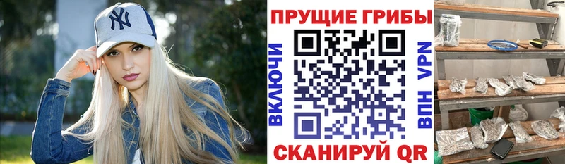Галлюциногенные грибы Psilocybe  как найти наркотики  Чебоксары 